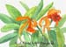 Orchid VI